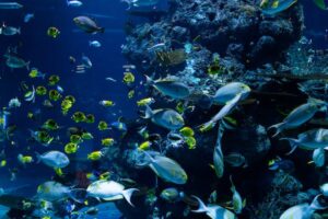 Study proposes ‘more realistic’ modeling for climate change impacts on marine ecosystems
