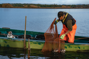 Future of European eel fisheries may hinge on a coordinated management regime