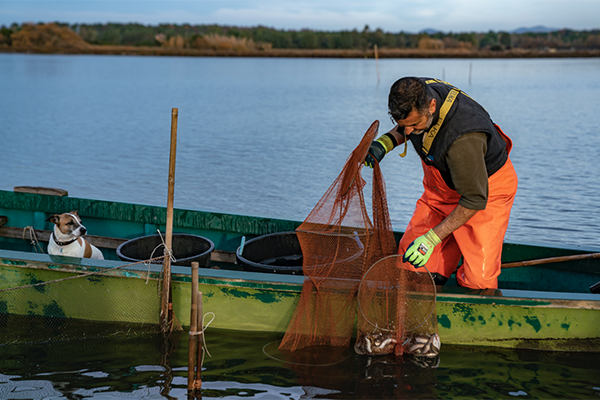 Il futuro della pesca europea dell’anguilla può dipendere da un sistema di gestione coordinato