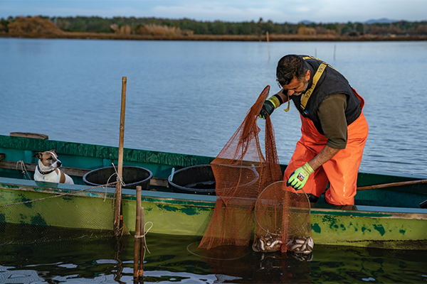 Article image for Future of European eel fisheries may hinge on a coordinated management regime