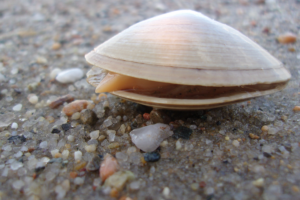 atlantic surf clams