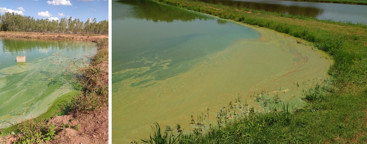 Use of copper sulfate in fish and shrimp ponds Responsible Seafood