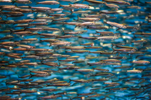 Researchers uncover possible explanation for California anchovy boom-and-bust cycles