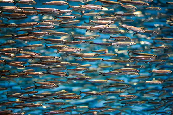 Article image for Researchers uncover possible explanation for California anchovy boom-and-bust cycles