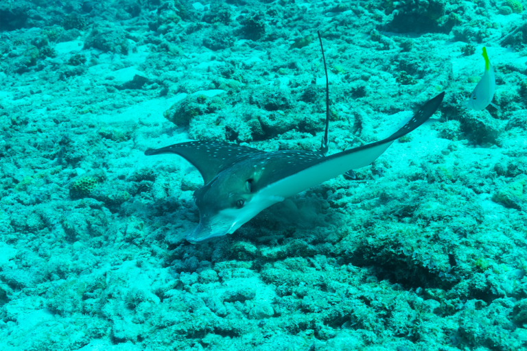 Article image for Researchers look to help Florida clam farmers safely repel predatory whitespotted eagle rays