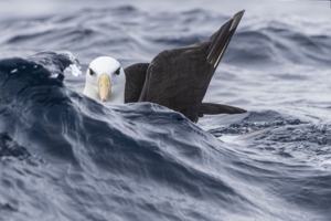 Toolkit aims to curb bycatch of threatened seabirds in APEC economies