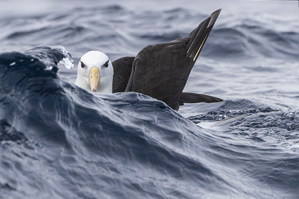 Article image for Toolkit aims to curb bycatch of threatened seabirds in APEC economies