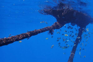 fish aggregation device