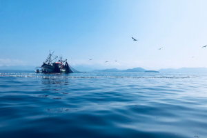 Putting IUU fishing on the map: Global Fishing Watch intends to bring the invisible into view