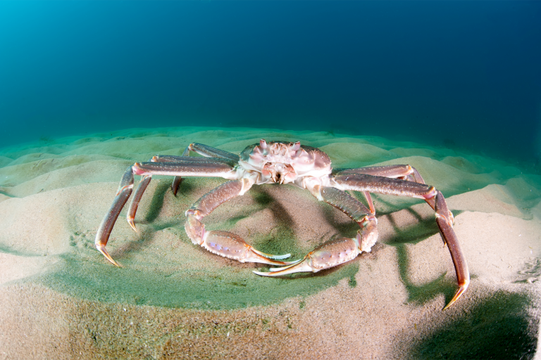 Article image for Fisheries in Focus: How the mystery of the great eastern Bering Sea snow crab die-off was solved