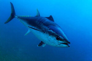 Atlantic bluefin tuna populations’ genetic links could affect fishery management strategies