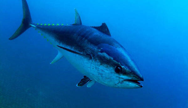 mercury levels in tuna