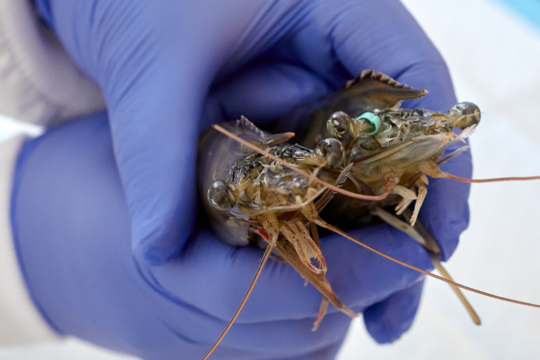 Article image for Indonesian producer turns to genetic technology to enhance its shrimp breeding programs