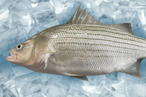 Scientists develop a novel green alternative to treat Streptococcus bacteria in hybrid striped bass