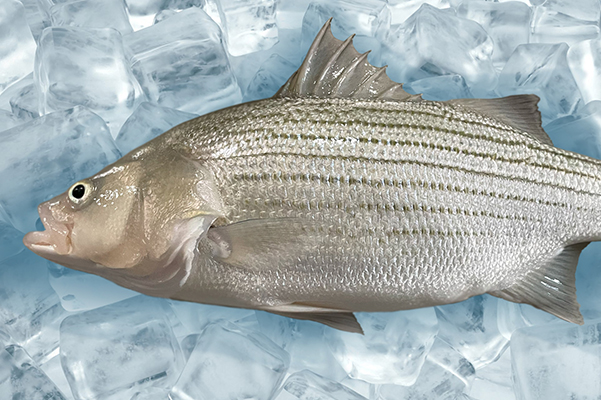 Article image for Scientists develop a novel green alternative to treat Streptococcus bacteria in hybrid striped bass