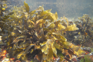 Ocean medicine: How seaweed can be harnessed for drug development