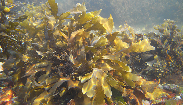 seaweed