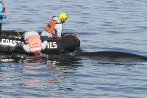 NOAA reports ‘dip’ in confirmed whale entanglements in 2022, zero involving right whales