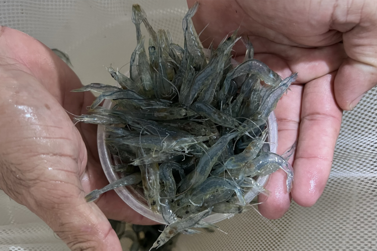 Article image for La harina de larvas de mosca soldado negra reemplaza de manera rentable a la harina de pescado en las dietas de vivero de postlarvas de camarón blanco del Pacífico