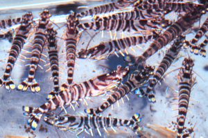 Assessing stock enhancement for Kuruma shrimp using microsatellite markers in the South China Sea