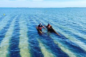 kelp farming