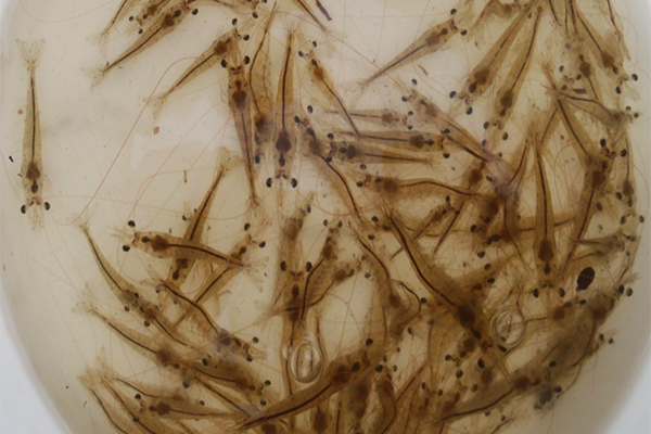 Article image for Benefits of dietary tartaric acid on the growth, nutrition and immune response of Pacific white shrimp