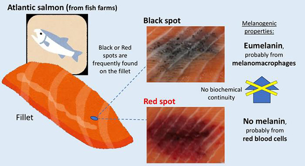 New research explains what black and red spots on salmon fillets