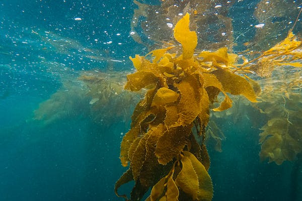 Article image for Can tapping into environmental DNA reveal kelp’s carbon sequestration potential?
