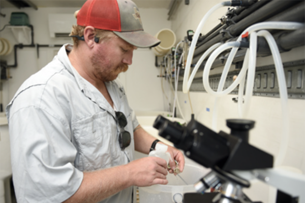 Article image for New restorative aquaculture project aims to boost oyster farming sector in Texas