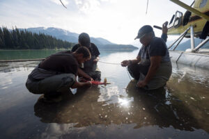 Is climate change prompting juvenile sockeye salmon to grow larger?
