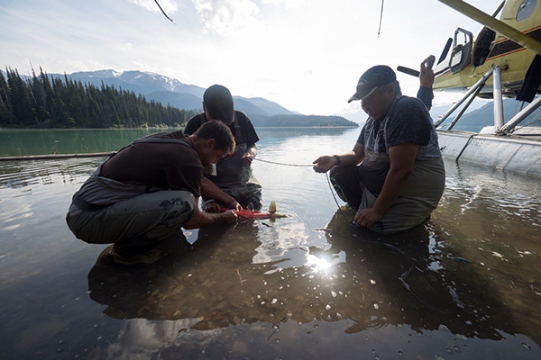 Article image for Is climate change prompting juvenile sockeye salmon to grow larger?