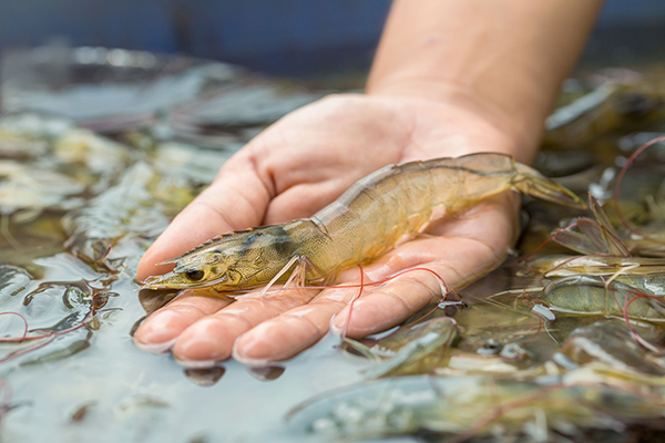 Article image for Australian biotech company launches early detection technology for shrimp diseases