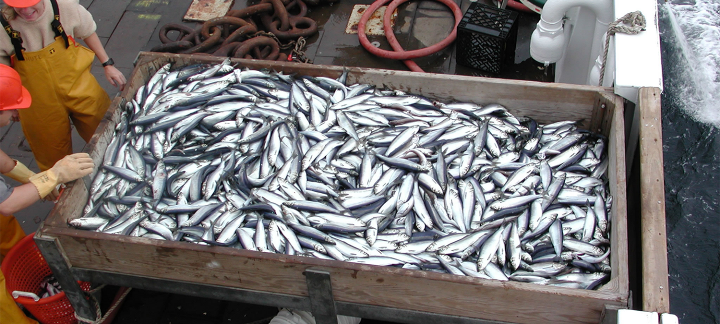 valorization of seafood