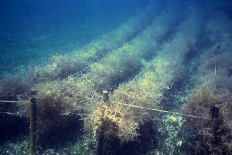 Article image for Deep-ocean seaweed dumping for carbon sequestration called questionable, risky and not the best use of valuable biomass