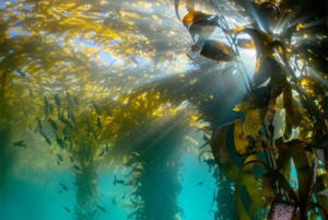 Study: Denser kelp forests are better suited to survive ocean warming