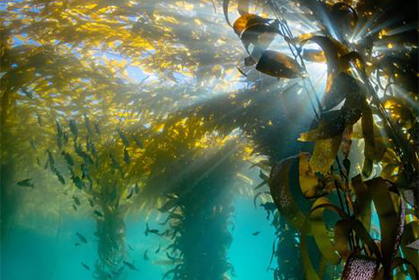Article image for Study: Denser kelp forests are better suited to survive ocean warming