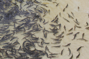 Smoltification, seawater performance and maturation in Atlantic salmon fed different levels of fat