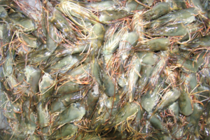 The applications, benefits and challenges of using chitinase in aquafeeds