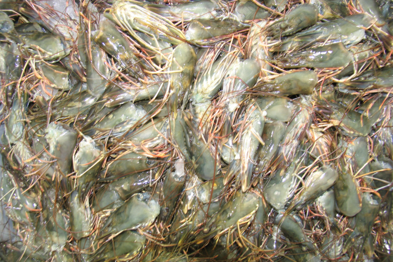 Article image for The applications, benefits and challenges of using chitinase in aquafeeds