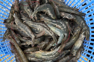 Effects of cold stress on hemolymph characteristics of Pacific white shrimp