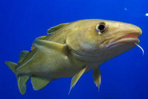 Diverse responses to salinity change in Baltic cod subpopulations