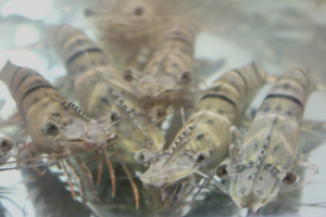 How partial substitution of fishmeal with soybean products and chicken meal impacts black tiger shrimp