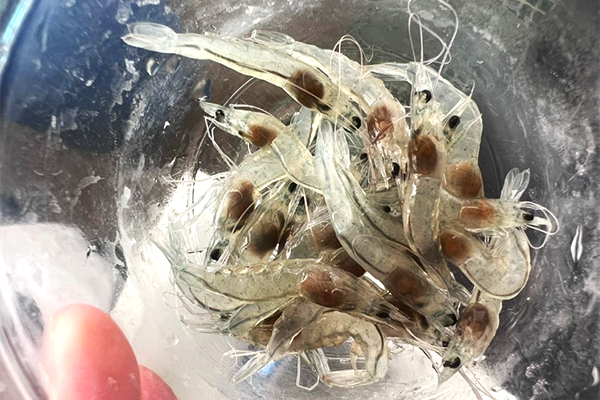 Article image for Genetic parameters and comparison of stress-tolerance traits in different strains of Pacific white shrimp
