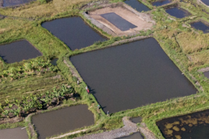 Study: Small-scale aquaculture can improve income, food security in rural regions like Zambia