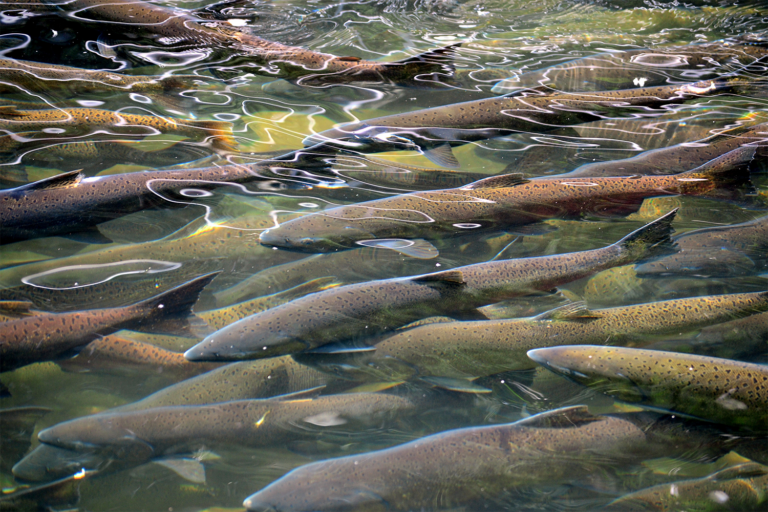 Article image for ¿Puede el enfriamiento artificial o los refugios térmicos compensar el impacto del calentamiento de los océanos en los peces?