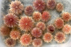 Study: Increased rainfall from climate change threatens UK sea urchins