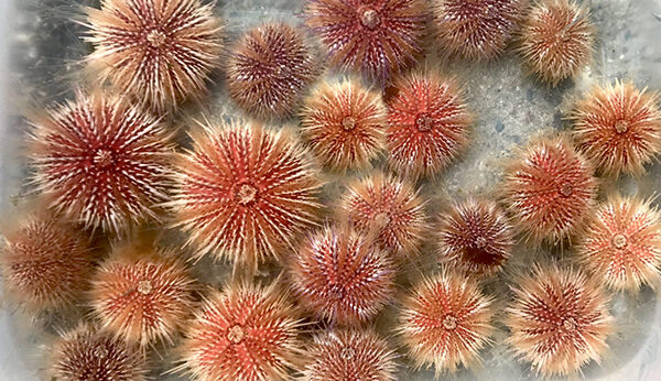 sea urchins