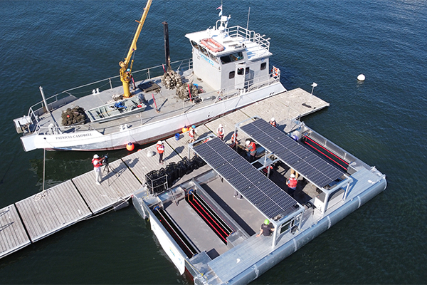 oyster production