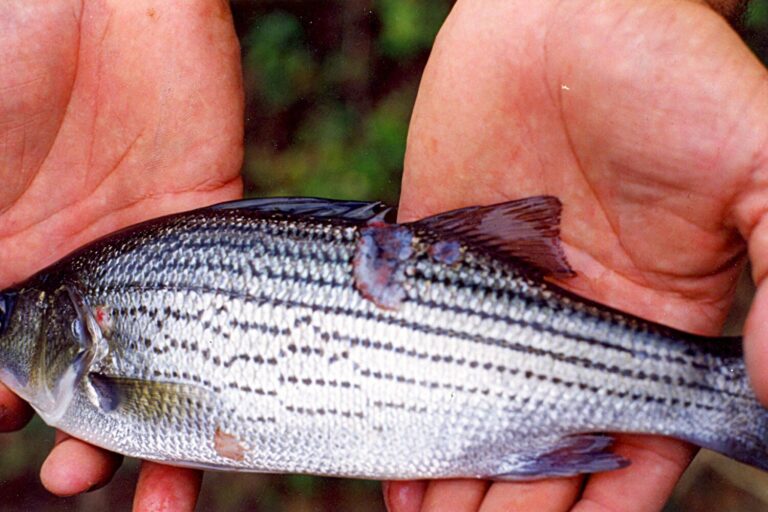 Article image for La investigación profundiza en el enriquecimiento de alimento vivo para peces larvas