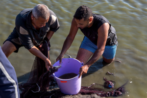 FAI partners with ESR, launches Tilapia Welfare Project in Egypt